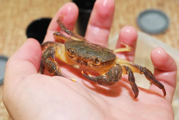 Freshwater river crab Potamon sp. in a hand, close-up. Italy. Wildlife, biology, zoology, carcinology, science, education, zoo laboratory, university, environmental damage and protection