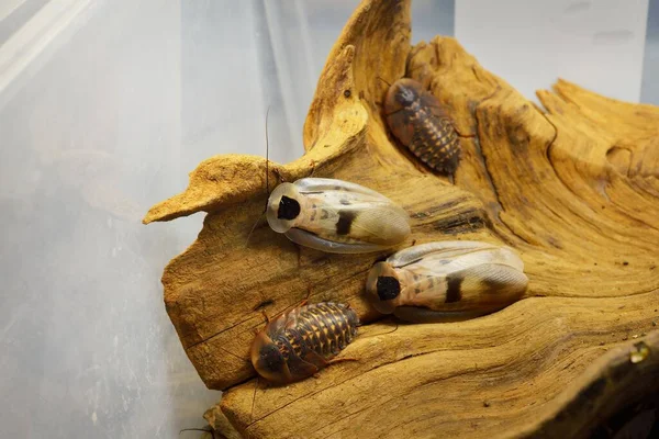 Teraryumdaki dev hamamböceği Blaberus Giganteus, yakın plan. Arka planda ahşap doku var. Çevre koruma, vahşi yaşam, zooloji, böcek bilimi teması