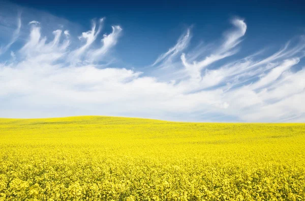 Campo Colza Floreciente Cielo Azul Claro Con Nubes Brillantes Cloudscape —  Fotos de Stock