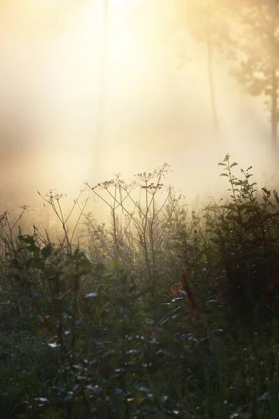 Таємничий Вічнозелений Ліс Сході Сонця Золоте Сонячне Світло Сонячні Промені — стокове фото