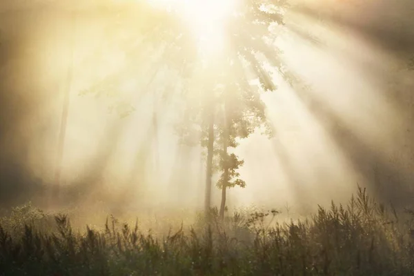 Misterioso Bosque Perenne Amanecer Luz Dorada Rayos Sol Niebla Neblina — Foto de Stock