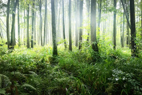 Sumpfiger Laubwald Moos Farn Pflanzen Aus Nächster Nähe Sonnenstrahlen Fließen — Stockfoto