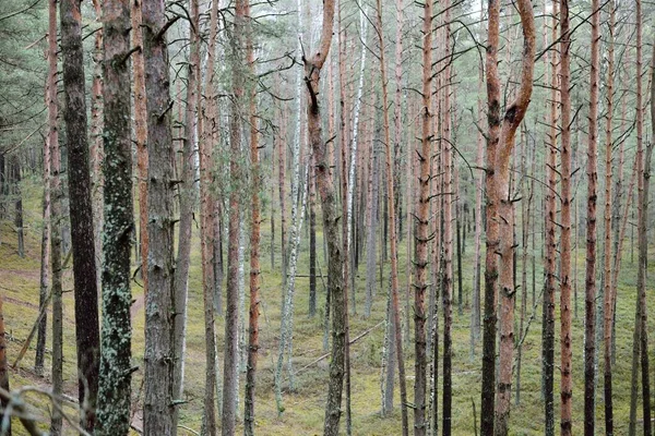 Eski Yosunlu Çam Ağacı Gövdeleri Yakın Çekimde Kozalaklı Ormanın Manzarası — Stok fotoğraf