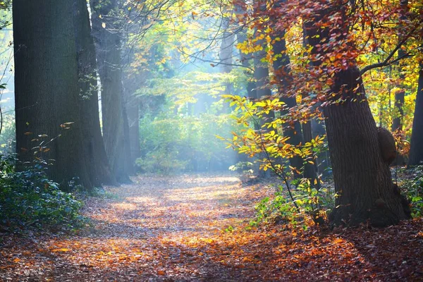 Rayons Soleil Coulant Travers Grands Hêtres Dorés Anciens Dans Parc — Photo