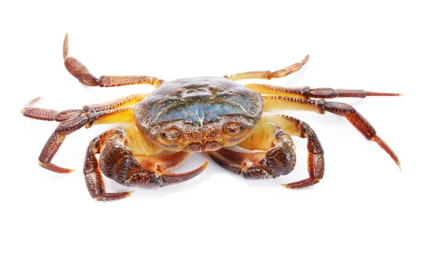 Colorful River Crab Potamon Isolated White Background Extreme Close Zoology — Stock Photo, Image