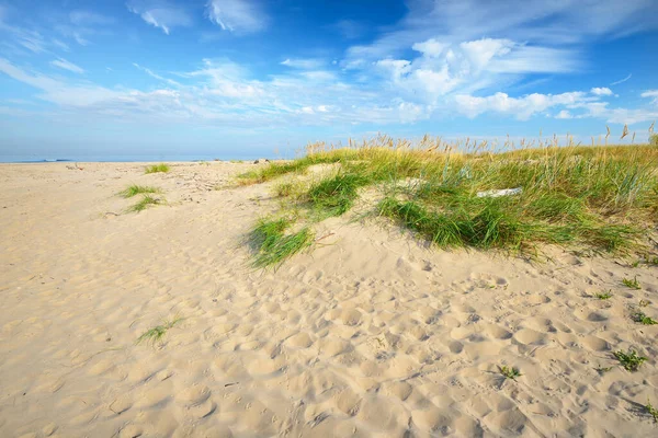 夏日阳光明媚的波罗的海沙岸 绿草和植物特写 晴朗的蓝天 有卷云 Idyllic海景 娱乐的主题 — 图库照片