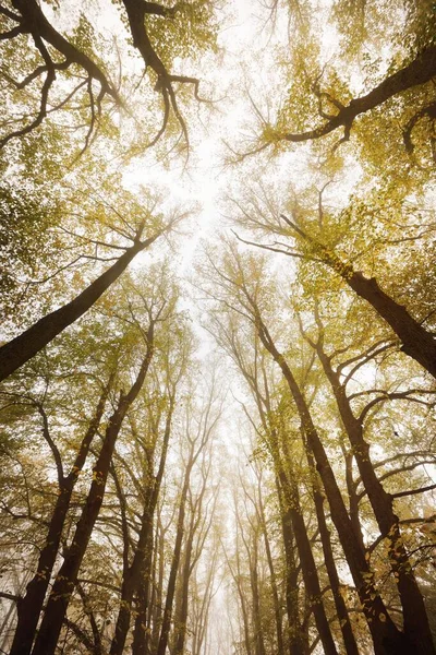 Alacsony Szögű Felvétel Magas Arany Hársfákról Egy Sűrű Reggeli Ködben — Stock Fotó