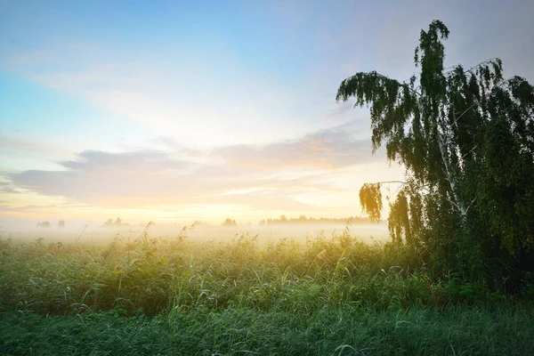 Campo Campo Una Niebla Amanecer Árbol Abedul Solitario Primer Plano — Foto de Stock