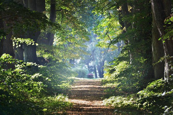 Однополосная сельская гравийная дорога через высокие зеленые липы. Солнечный свет проникает сквозь стволы деревьев. Сцена в лесу фей. Искусство, надежда, небо, дикость, одиночество, понятия чистой природы