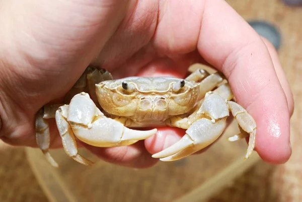 Granchio Fiume Acqua Dolce Potamon Una Mano Primo Piano Italia — Foto Stock