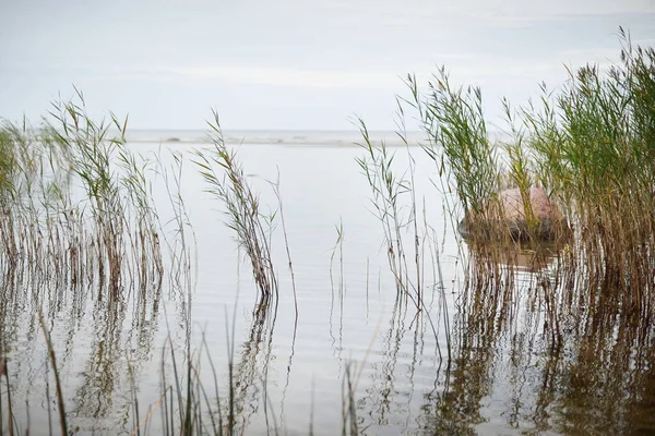 Rivage Rocheux Mer Baltique Par Temps Nuageux Des Plantes Vertes — Photo