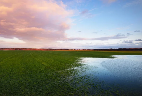 Charco Campo Verde Campo Arado Agrícola Con Tractor Pistas Atardecer —  Fotos de Stock