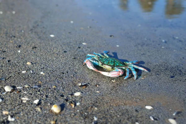 Colorful Green Toy Crab Sandy Beach Close Baltic Sea Latvia — Stock Photo, Image