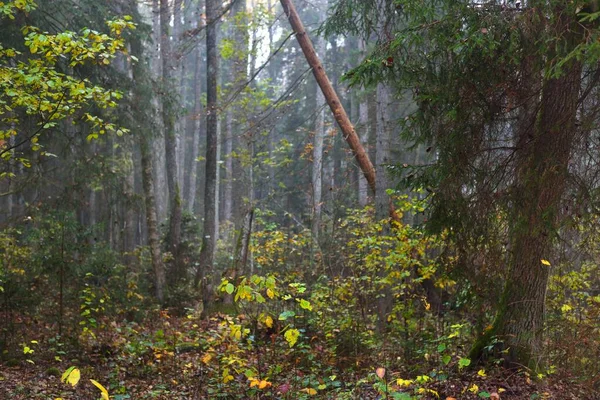 Ranní Mlha Smíšeném Jehličnatém Lese Borovice Jedle Břízy Zblízka Temná — Stock fotografie