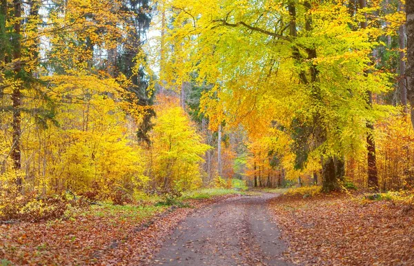 黄金の苔生したブナの木を通る道 赤とオレンジの葉の森の床 妖精の秋の風景 木の幹を通して純粋な朝の日差し 自然トンネルだ ドイツのハイデルベルク — ストック写真