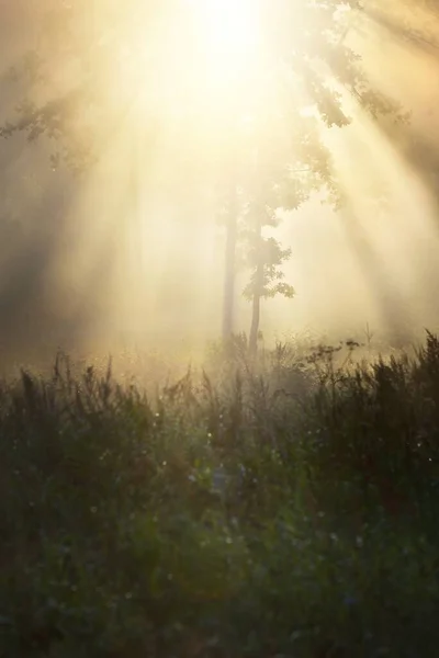 Misteriosa Foresta Sempreverde All Alba Luce Del Sole Dorata Raggi — Foto Stock