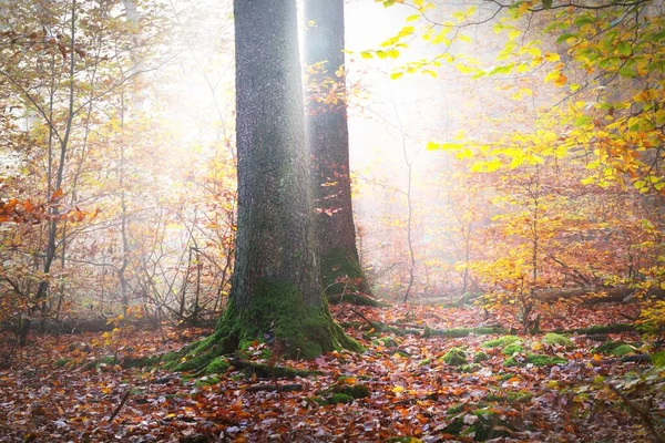 カラフルな背の高いブナの木のクローズアップ 赤とオレンジの葉の森の床 妖精の秋の風景 木の幹を通して輝く純粋な朝の日差し ドイツのハイデルベルク — ストック写真