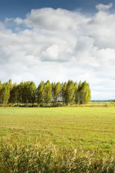 Zielone Pole Wiejskie Las Brzozy Tle Czyste Błękitne Niebo Chmurami — Zdjęcie stockowe