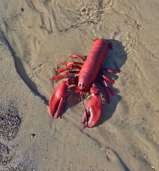 Lagosta Brinquedo Vermelho Uma Praia Areia Close Mar Báltico Letónia — Fotografia de Stock