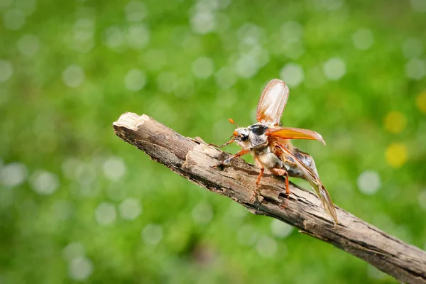 Cockchafer May Bug Melolontha Melolontha Jest Gotowy Lotu Gałęzi Drzewa — Zdjęcie stockowe