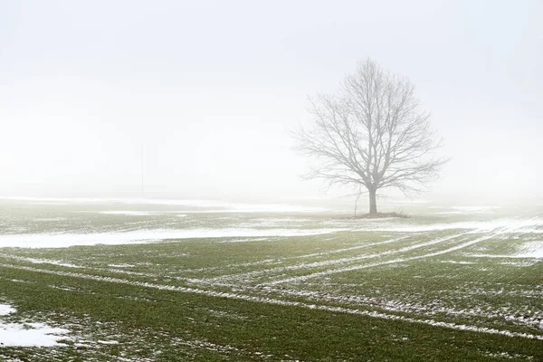 Campi Campagna Una Quercia Solitaria Senza Foglie Contro Cielo Cupo — Foto Stock