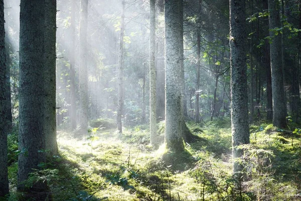 日出时 阳光穿过针叶树树干 晨雾中摇曳的常绿森林 年轻的冷杉和高大的松树 Idyllic景观 芬兰的环境保护 — 图库照片