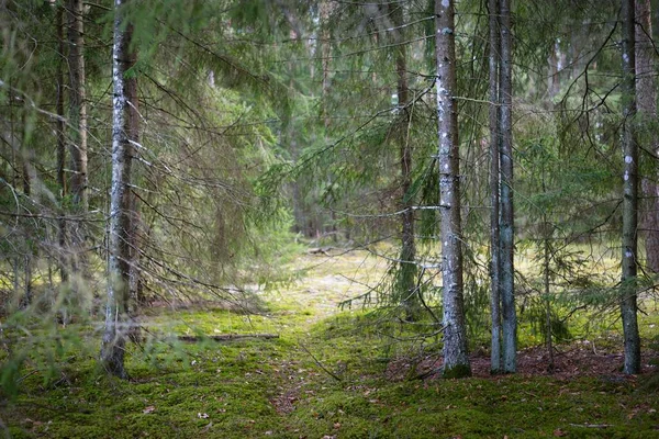 Stezka Mezi Jehličnatým Lesem Staré Borovice Smrky Zblízka Mech Zemi — Stock fotografie