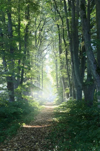 Eenbaans Landelijk Grindpad Door Hoge Groene Lindenbomen Het Zonlicht Stroomt — Stockfoto