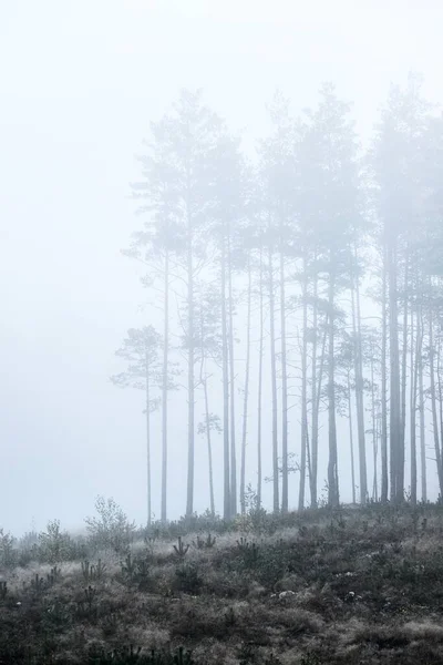 Евергрін Ліс Світанку Дерева Зблизька Мосс Лишайник Інші Рослини Землі — стокове фото