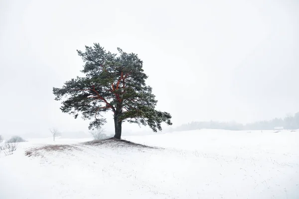Ancient Tree White Mist Blizzard Close Mysterious Winter Scene Latvia — Stock Photo, Image