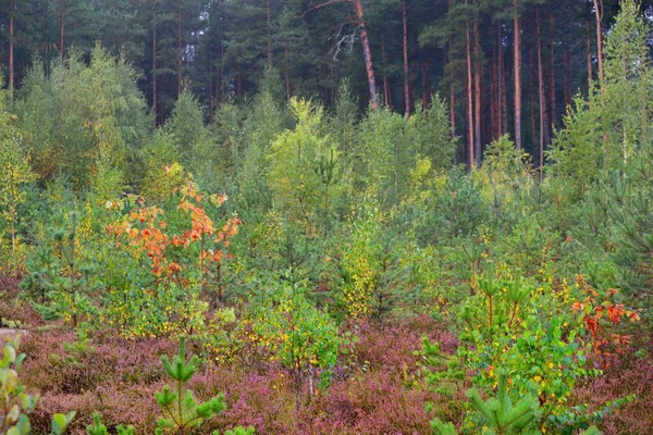 Bos Van Bloeiende Heidebloemen Jonge Dennen Dennenbomen Close Kleurrijke Berkenbladeren — Stockfoto
