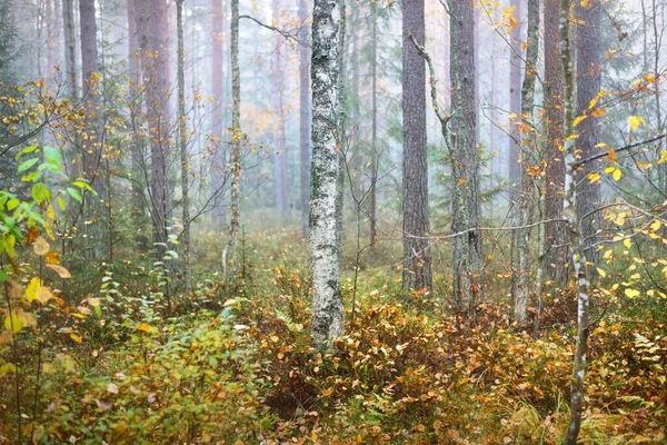 白い朝の霧の中でカラフルな白樺の木 松やトウヒ 牧歌的な秋の風景 湿地の北の森 ラトビアのケメリ国立公園 — ストック写真