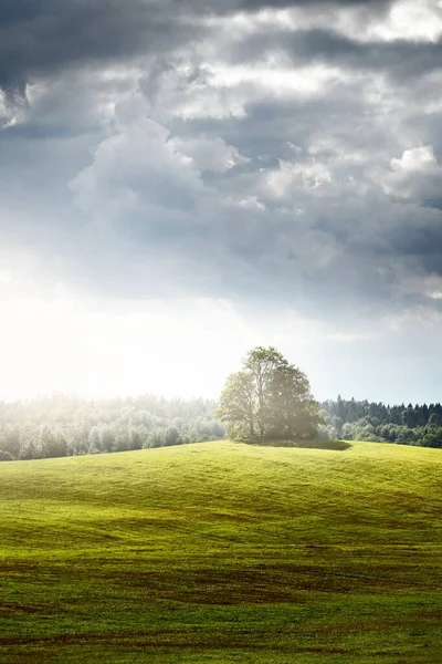 Osamělé Stromy Zelený Kopec Pod Dramatickou Bouřlivou Oblohou Sluneční Paprsky — Stock fotografie