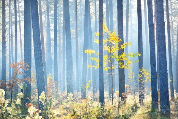 Маленькое Золотистое Лиственное Дерево Вечнозеленом Сосновом Лесу Рассвете Крупным Планом — стоковое фото
