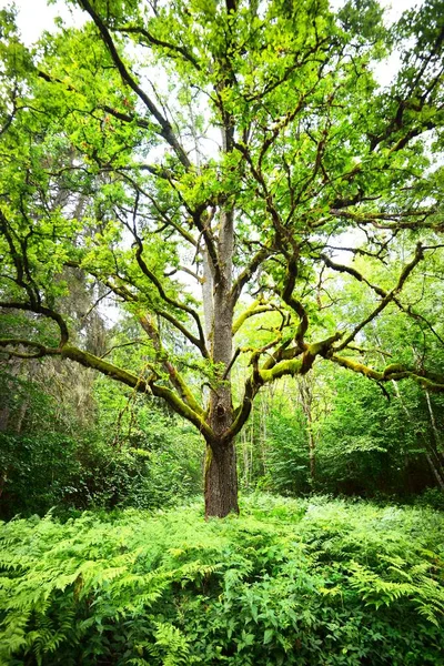 一个古老的巫师橡树特写 翡翠绿叶 阳光穿过树枝 史诗般的森林场景 概念艺术 环境保护主题 — 图库照片