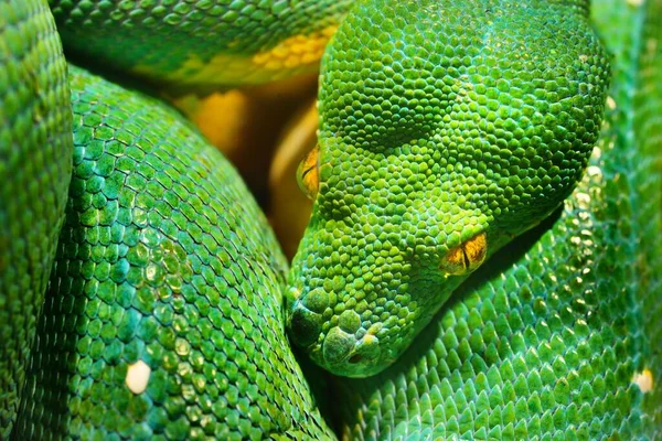 Зеленое Дерево Python Morelia Viridis Крупным Планом Эстонский Зоопарк Портретное — стоковое фото