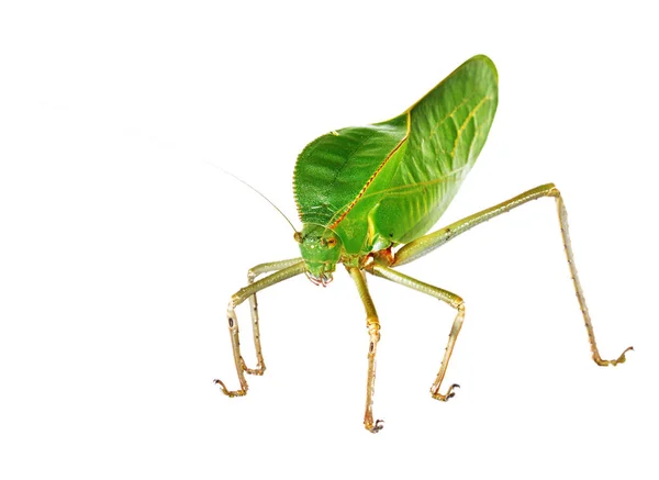 独特的大型绿色蚱蜢 Tettigoniidae 在白色背景上被分离 澳大利亚新几内亚的昆虫保护 昆虫学 环境保护 — 图库照片