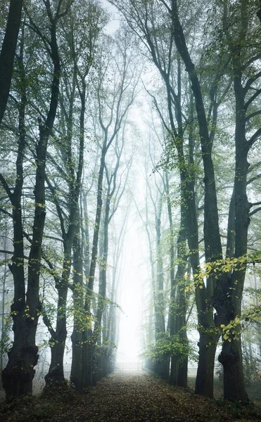 Chemin Gravier Vide Travers Les Vieux Tilleuls Dorés Dans Épais — Photo