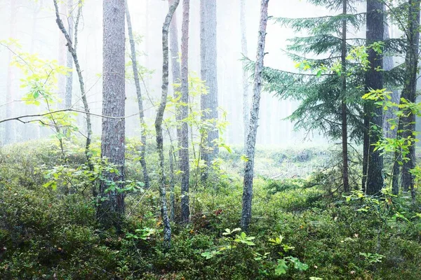 Evergreen Las Gęstej Białej Mgle Wschodzie Słońca Zbliżenie Drzew Jodłowych — Zdjęcie stockowe