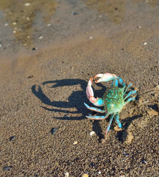 Barevný Zelený Krab Písečné Pláži Detailní Záběr Baltské Moře Lotyšsko — Stock fotografie