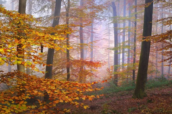 Árboles Haya Colores Altos Cerca Suelo Del Bosque Hojas Rojas — Foto de Stock