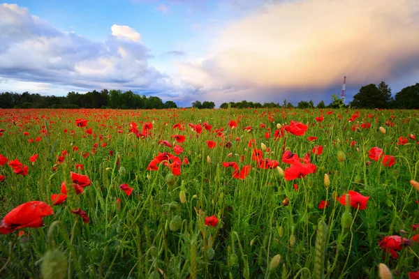 Campo Amapola Floreciente Atardecer Alemania Hojas Verdes Flores Silvestres Rojas — Foto de Stock
