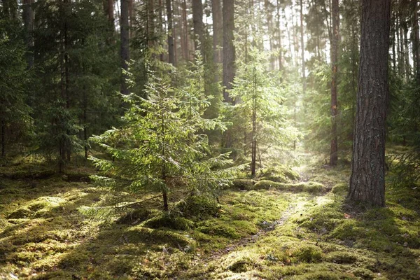 Vieux Gros Plan Épinette Mousseuse Rayons Solaires Travers Les Troncs — Photo