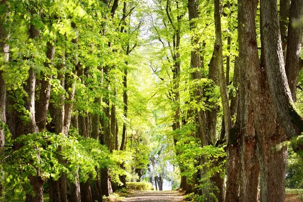 天然隧道的高大绿树成荫 角度低 阳光照射在树干上 Idyllic森林场景 纯粹的自然概念 — 图库照片