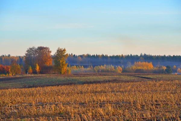 Landwirtschaftliches Feld Und Bunter Goldener Wald Morgennebel Bei Sonnenaufgang Idyllische — Stockfoto