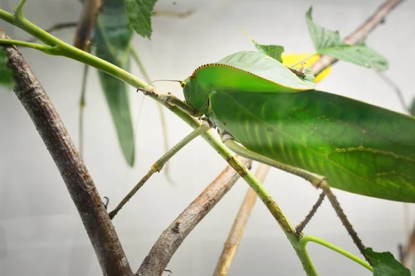 Unikátní Obrovský Zelený Kobylka Tettigoniidae Siliquofera Grandis Zoo Laboratoři Zblízka — Stock fotografie
