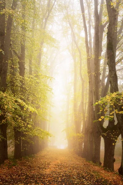 一条空旷的石子路穿过金黄色的老林登树 在浓雾中穿行 在城市公园里的小巷 天然隧道神秘的秋天风景 概念形象 — 图库照片