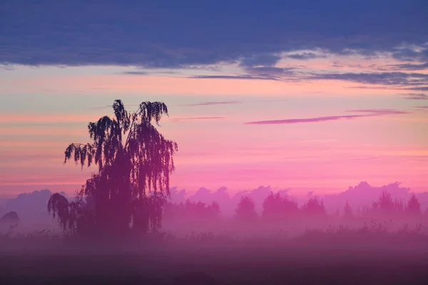 Country Field Fog Sunrise Lonely Birch Tree Close Silhouettes Background — Stock Photo, Image