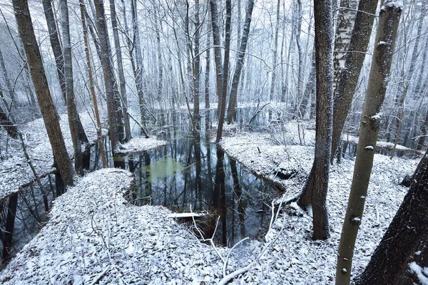 Сверху Вид Замерзшую Реку Заснеженном Лиственном Лесу Отражения Воде Естественное — стоковое фото