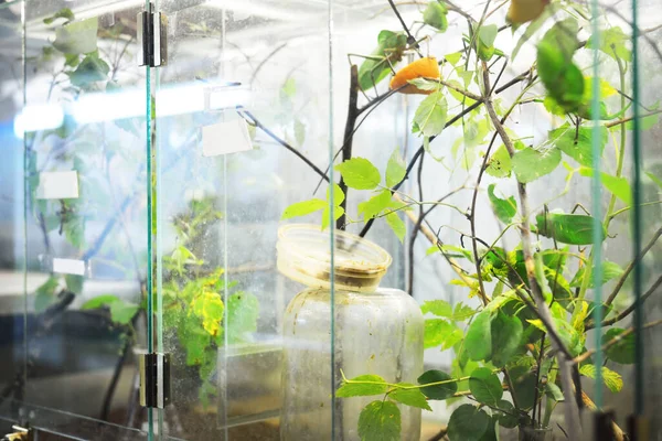 Insectarium Zoo Laboratory Terrarium Shelves Special Equipment Close Research Education — Stock Photo, Image